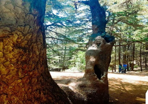 Boustany Guest House image 30